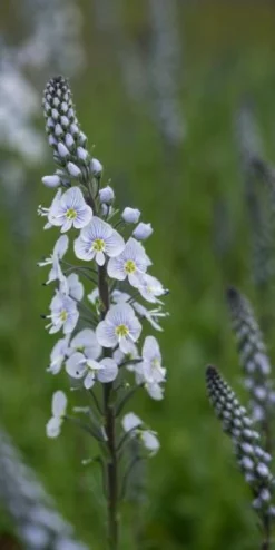 VERONICA Gentianoides X Intermedia