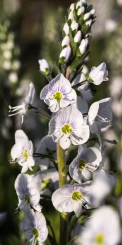 VERONICA Gentianoides 'Tissington White'
