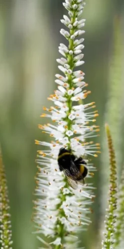 VERONICASTRUM Virginicum 'Album' -Garden Grace Store veronicastrum virginicum album 7290247 2