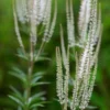 VERONICASTRUM Virginicum 'Album' -Garden Grace Store veronicastrum virginicum album web