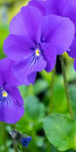 VIOLA 'Avril Lawson' (Va)