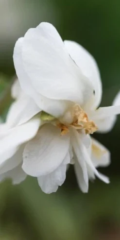 VIOLA 'Conte Di Brazza' (dPvt)